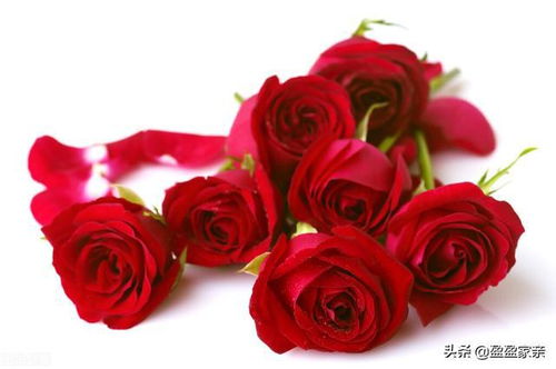 16朵玫瑰花语 16朵玫瑰的花语，浪漫、永恒的爱情与守护--第1张
