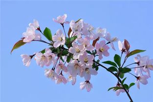 盆栽海棠花的养殖方法 盆栽海棠花的养殖方法--第1张