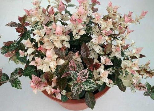 花叶络石对人体的危害 花叶络石对人体的危害--第1张