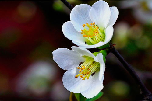 玫瑰海棠花的寓意和象征 玫瑰海棠花的寓意与象征--第1张