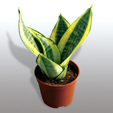 除甲醛排名第一的植物 除甲醛排名第一的植物——绿萝--第1张