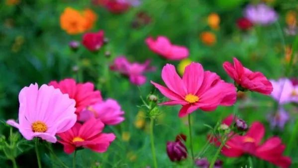 正宗格桑花图片 正宗格桑花图片--第1张