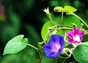 牵牛花的花语寓意和象征 牵牛花的花语寓意与象征--第1张