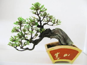 乌桕盆景图片 欣赏乌桕盆景图片，感受自然与艺术的完美结合--第1张