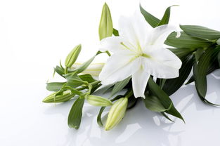 百合花有什么特点 百合花的特点--第1张
