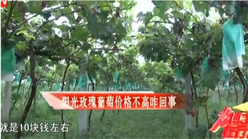 玫瑰花价格 玫瑰花价格，市场动态与影响因素分析--第1张