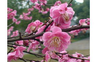 梅花长什么样子 梅花长什么样子--第1张