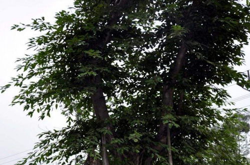 黄角树还是黄桷树 黄角树还是黄桷树--第1张