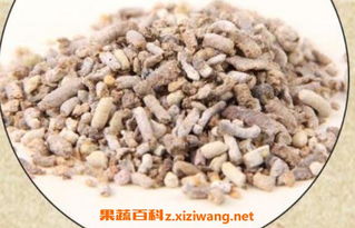 白丁香的功效与作用 白丁香的功效与作用--第1张