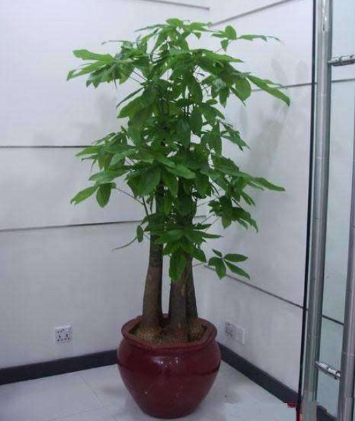 西安绿植批发市场 西安绿植批发市场，绿色生活的选择--第1张