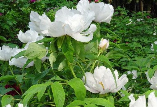 芙蓉花又叫鬼花 芙蓉花，鬼花之魅，花中仙子--第1张