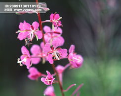 春天有什么花图片 春天有什么花图片--第1张