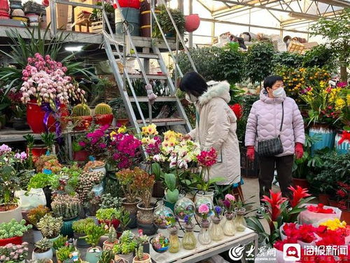 北京花卉市场哪个最好 北京花卉市场哪个最好--第1张
