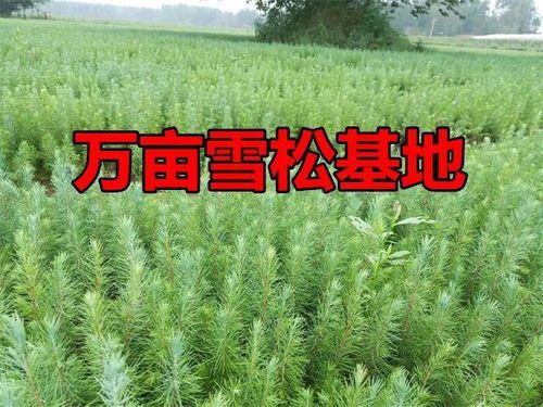 中国最大的苗木基地在哪里 中国最大的苗木基地——探寻绿色宝藏的秘密--第1张