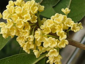 四季桂花树价格 四季桂花树价格--第1张