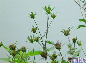 列举植物种子传播的方法 植物种子传播的方法--第1张