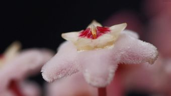 球兰花图片 球兰花图片欣赏--第1张