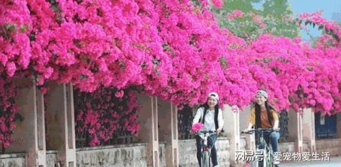 中国十大名贵花树 中国十大名贵花树--第1张