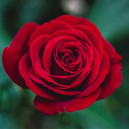 玫瑰花的高清图片 玫瑰花的高清图片，美丽与艺术的完美结合--第1张