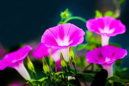 好听的花名字 好听的花名字--第1张