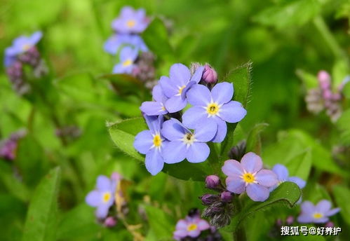 勿忘草 勿忘草——永恒的记忆与生命的启示--第1张