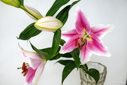 花语百合花代表什么 花语百合花的象征意义与代表含义--第1张