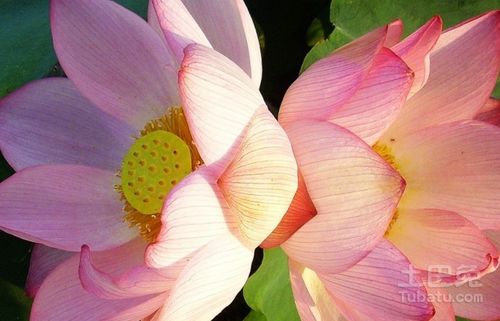 双生并蒂莲的花语 双生并蒂莲的花语，和谐、永恒与纯洁的象征--第1张