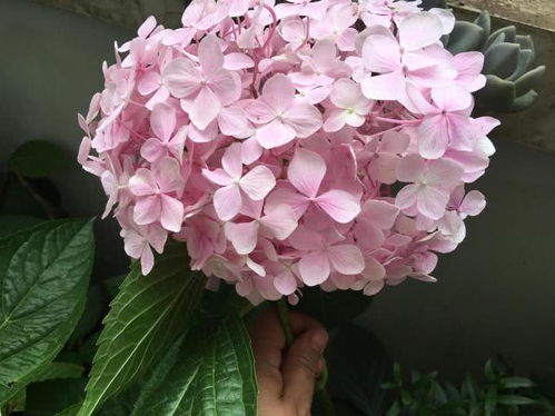 绣球花怎么养才能更旺盛 绣球花怎么养才能更旺盛--第1张
