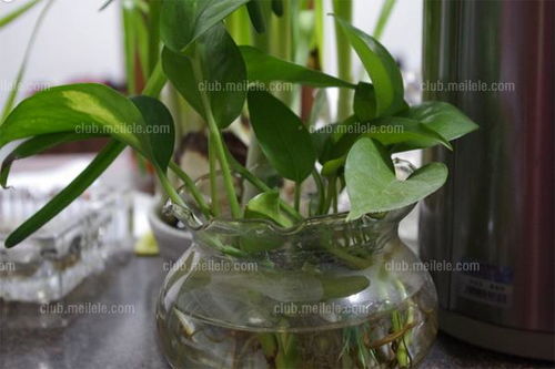 室内水生植物有哪些 室内水生植物有哪些--第1张