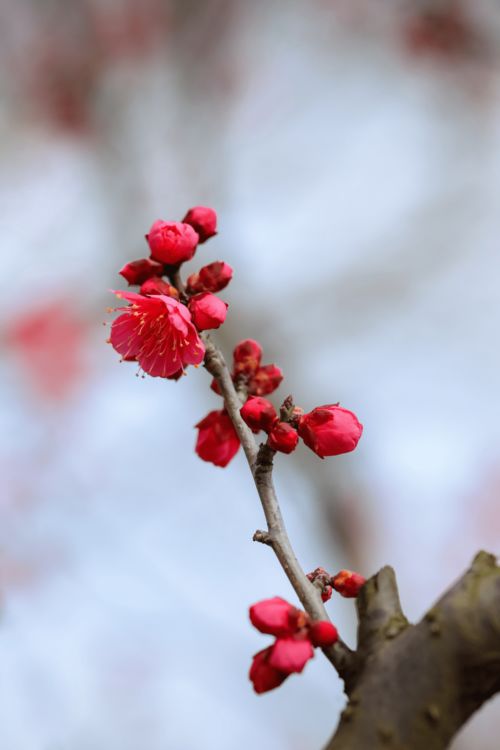 木棉树图片 木棉树图片——永恒的美丽与坚韧的象征--第1张