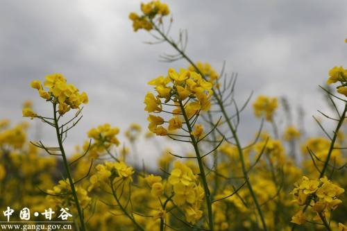 八月桂花香改为夸张句 八月桂花香，浓郁如醉人的梦幻仙境--第1张