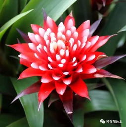 水塔花跟鸿运当头 水塔花与鸿运当头，生命的奇迹与好运的象征--第1张