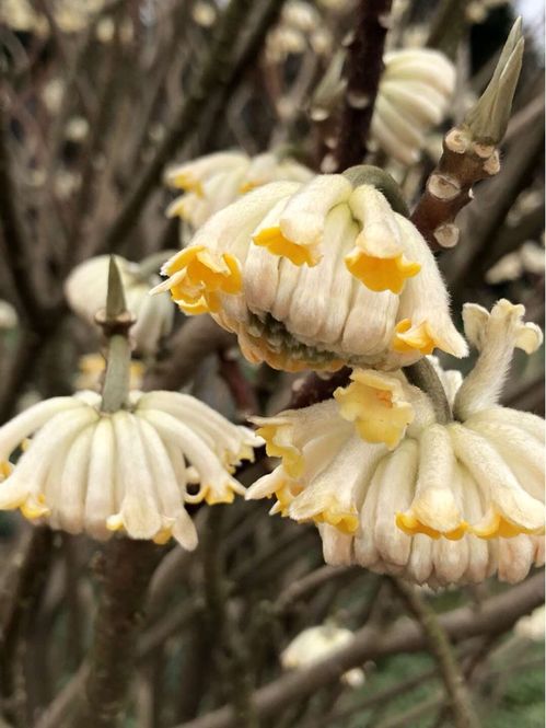 结香花什么时候开花 结香花什么时候开花--第1张