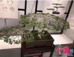 中国最大盆景交易平台 中国最大盆景交易平台，盆景爱好者不容错过的交易宝地--第1张