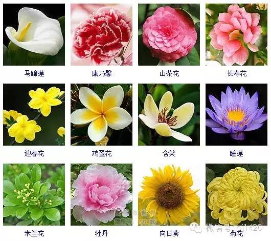 500种花卉图案 500种花卉图案，从设计到应用的艺术--第1张