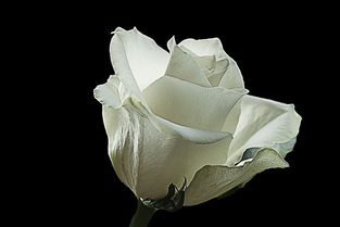 白玫瑰和红玫瑰的区别 白玫瑰和红玫瑰的区别--第1张
