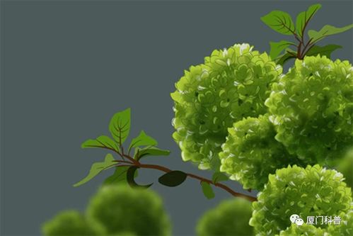 大叶榕 大叶榕，自然界的绿色使者--第1张
