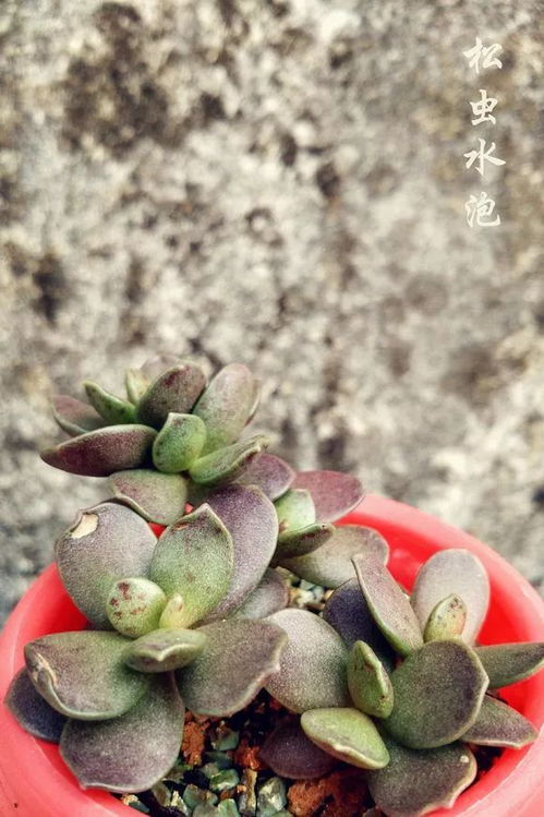 万年青是什么菜 万年青是什么菜--第1张