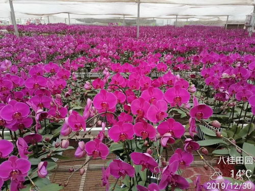 济南市鲜花批发市场 济南市鲜花批发市场，鲜花的海洋，生活的色彩--第1张