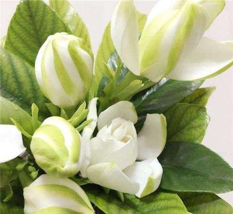 栀子花的花语及解释 栀子花的花语及解释--第1张
