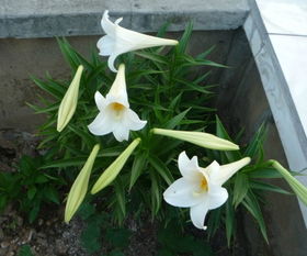 白百合花代表什么意思 ，白百合花的寓意，纯洁、高雅与和平的象征--第1张