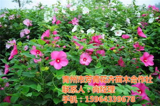 大花秋葵 大花秋葵，美丽与实用并存的花卉佳品--第1张