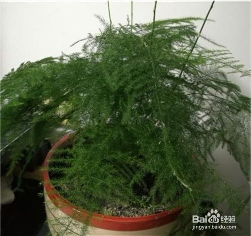 文竹叶子发黄怎么办用剪吗 文竹叶子发黄怎么办用剪吗--第1张