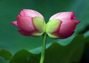 什么叫并蒂莲花 什么叫并蒂莲花--第1张
