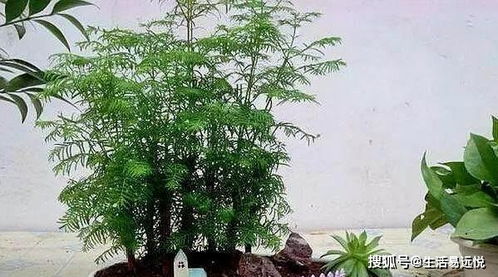 水杉盆景的养殖方法 水杉盆景的养殖方法--第1张
