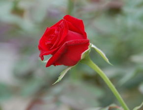 11朵玫瑰花是代表什么意思 11朵玫瑰花，爱的独特诠释--第1张
