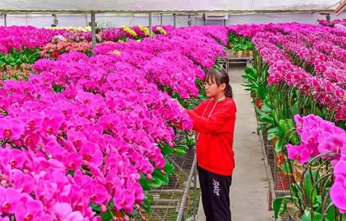 花市网站入口 花市网站入口--第1张