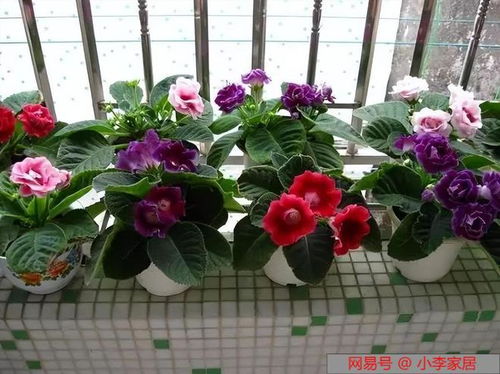 10种公认阳台最好养的花 阳台上的10种最好养的花--第1张