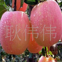 中国花卉网官网 中国花卉网官网——一站式花卉交易平台--第1张