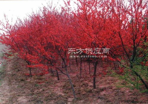 市政绿化树木品种 市政绿化树木品种--第1张